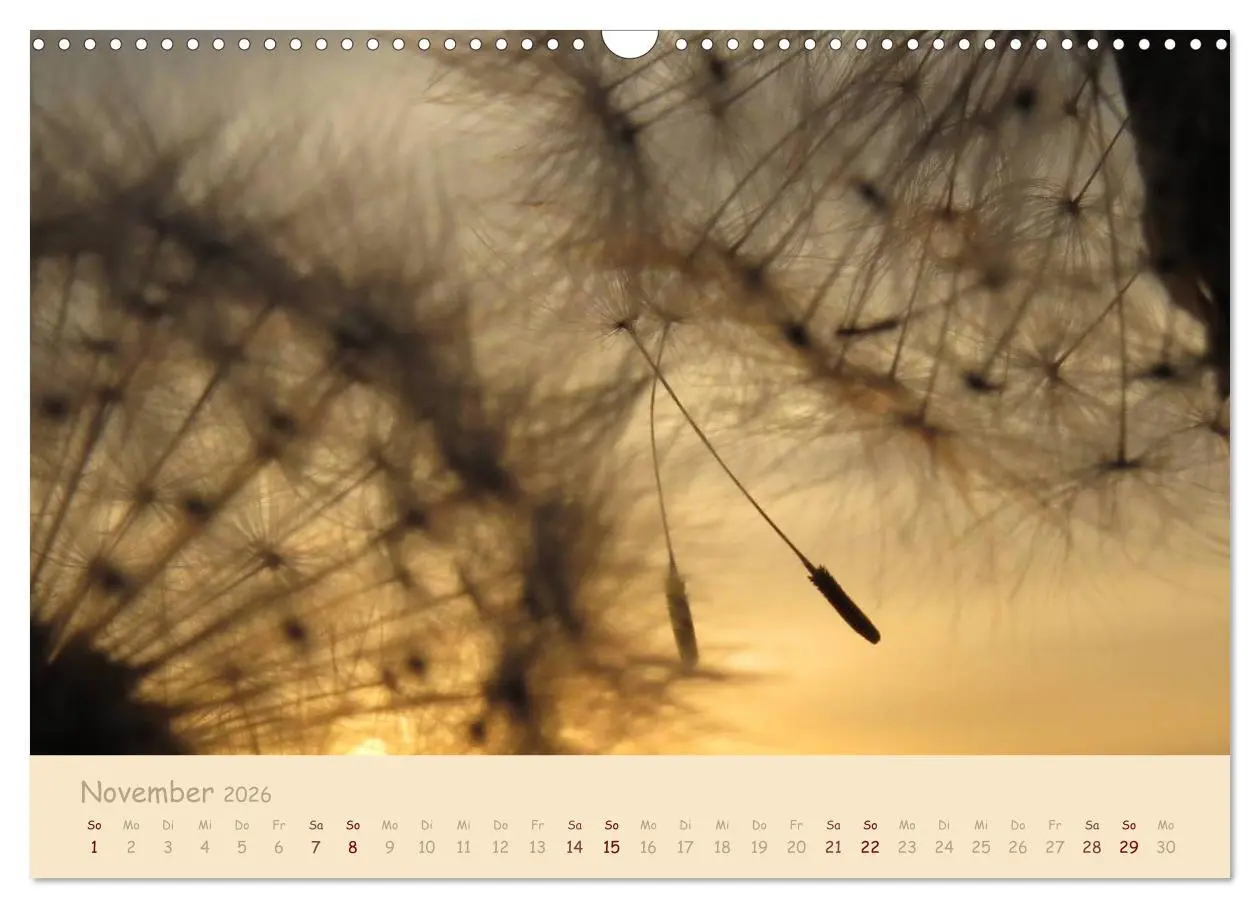 Bild: 9783516083309 | Unscheinbare Schönheit - Pusteblume (Wandkalender 2026 DIN A3...