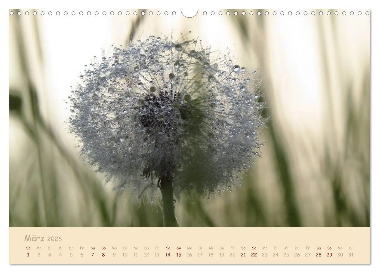 Bild: 9783516083309 | Unscheinbare Schönheit - Pusteblume (Wandkalender 2026 DIN A3...