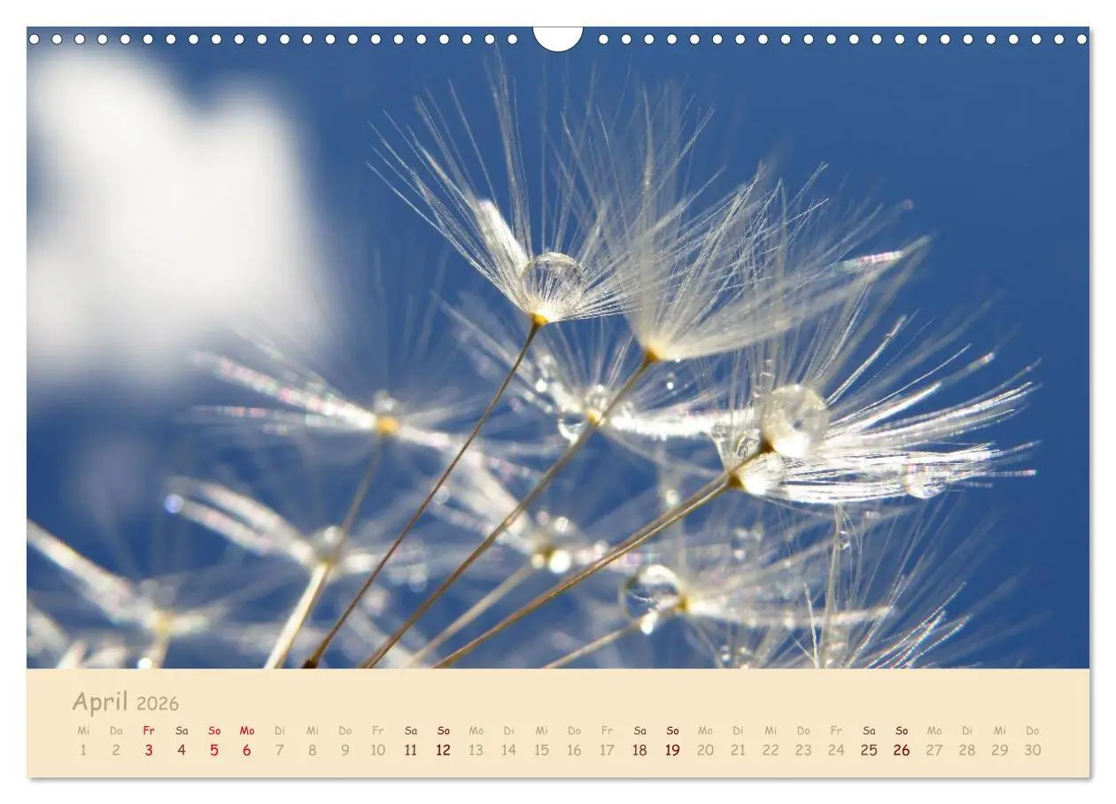Bild: 9783516083309 | Unscheinbare Schönheit - Pusteblume (Wandkalender 2026 DIN A3...