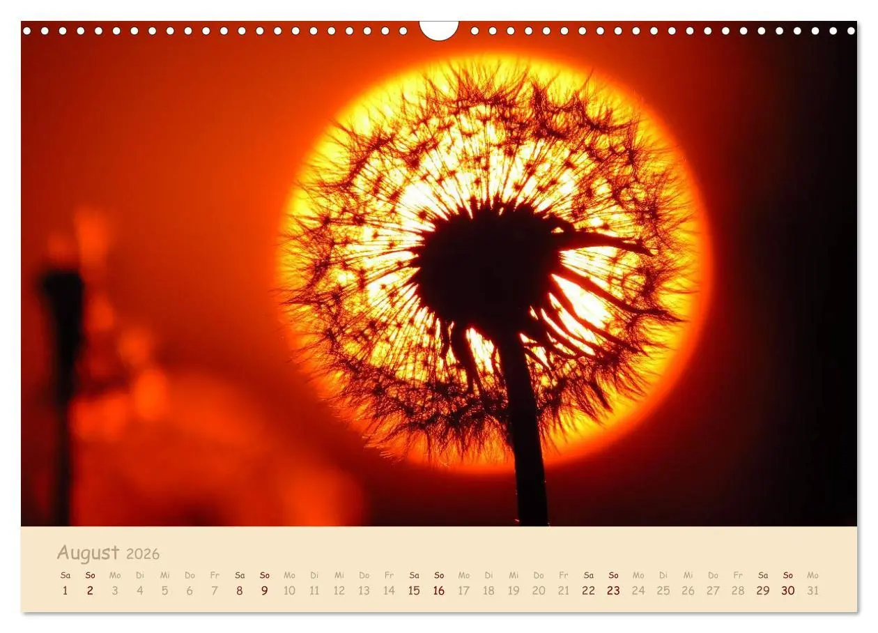 Bild: 9783516083309 | Unscheinbare Schönheit - Pusteblume (Wandkalender 2026 DIN A3...