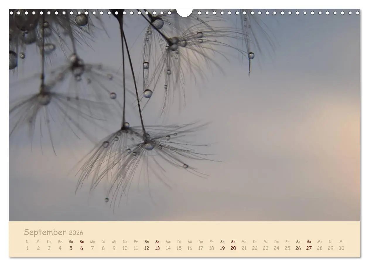 Bild: 9783516083309 | Unscheinbare Schönheit - Pusteblume (Wandkalender 2026 DIN A3...