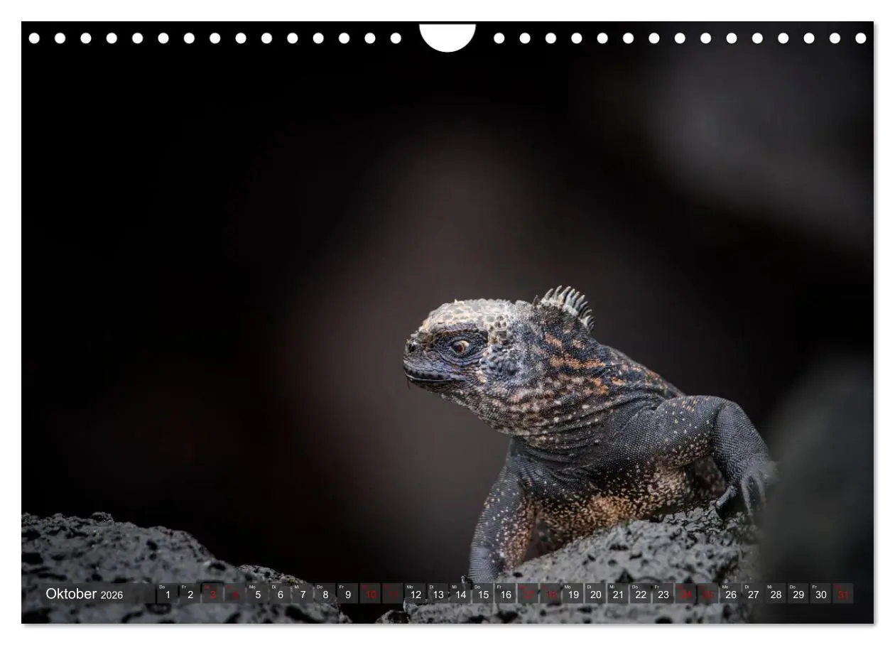 Bild: 9783457593509 | Die faszinierende Tierwelt der Galapagos-Inseln (Wandkalender 2026...