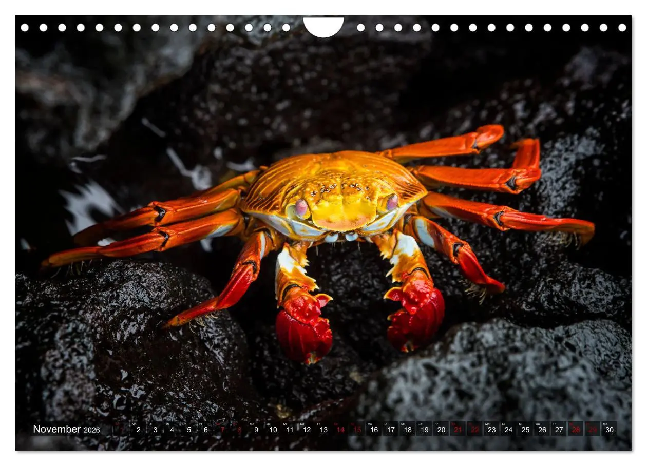 Bild: 9783457593509 | Die faszinierende Tierwelt der Galapagos-Inseln (Wandkalender 2026...