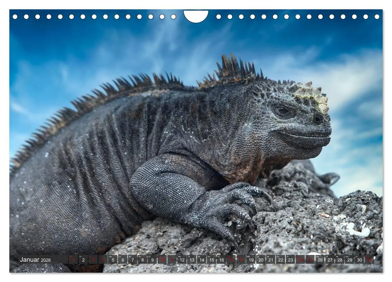 Bild: 9783457593509 | Die faszinierende Tierwelt der Galapagos-Inseln (Wandkalender 2026...