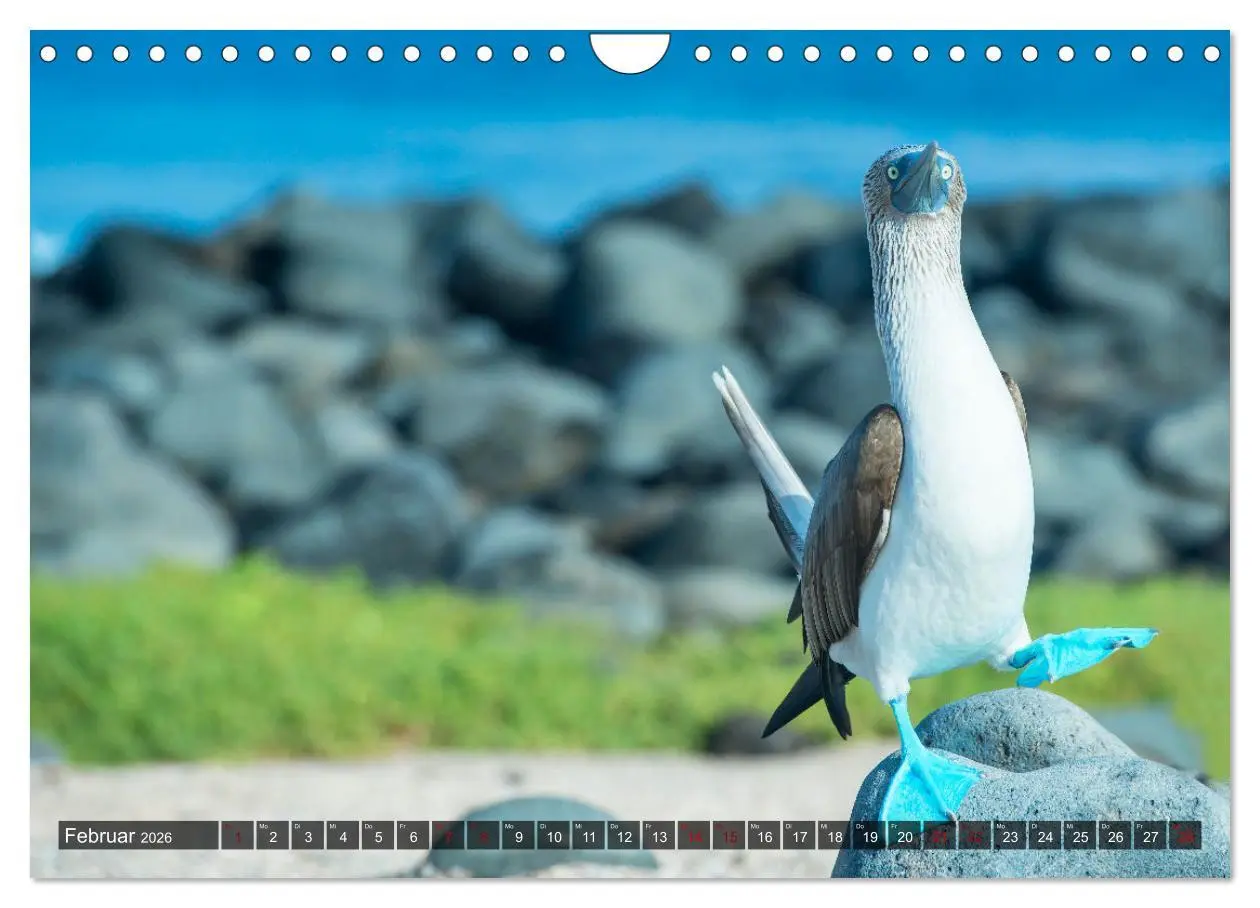 Bild: 9783457593509 | Die faszinierende Tierwelt der Galapagos-Inseln (Wandkalender 2026...