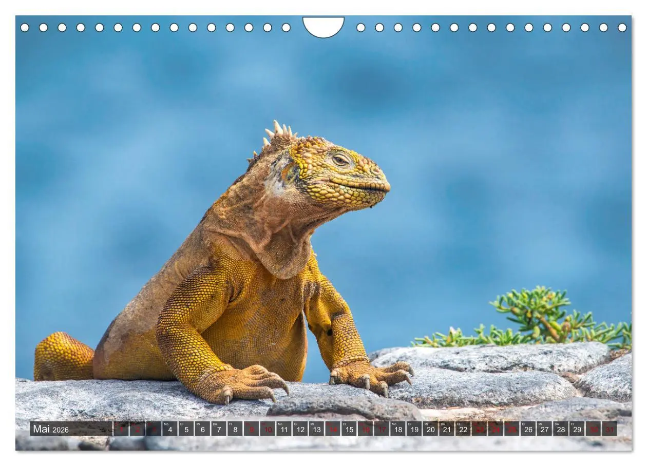 Bild: 9783457593509 | Die faszinierende Tierwelt der Galapagos-Inseln (Wandkalender 2026...