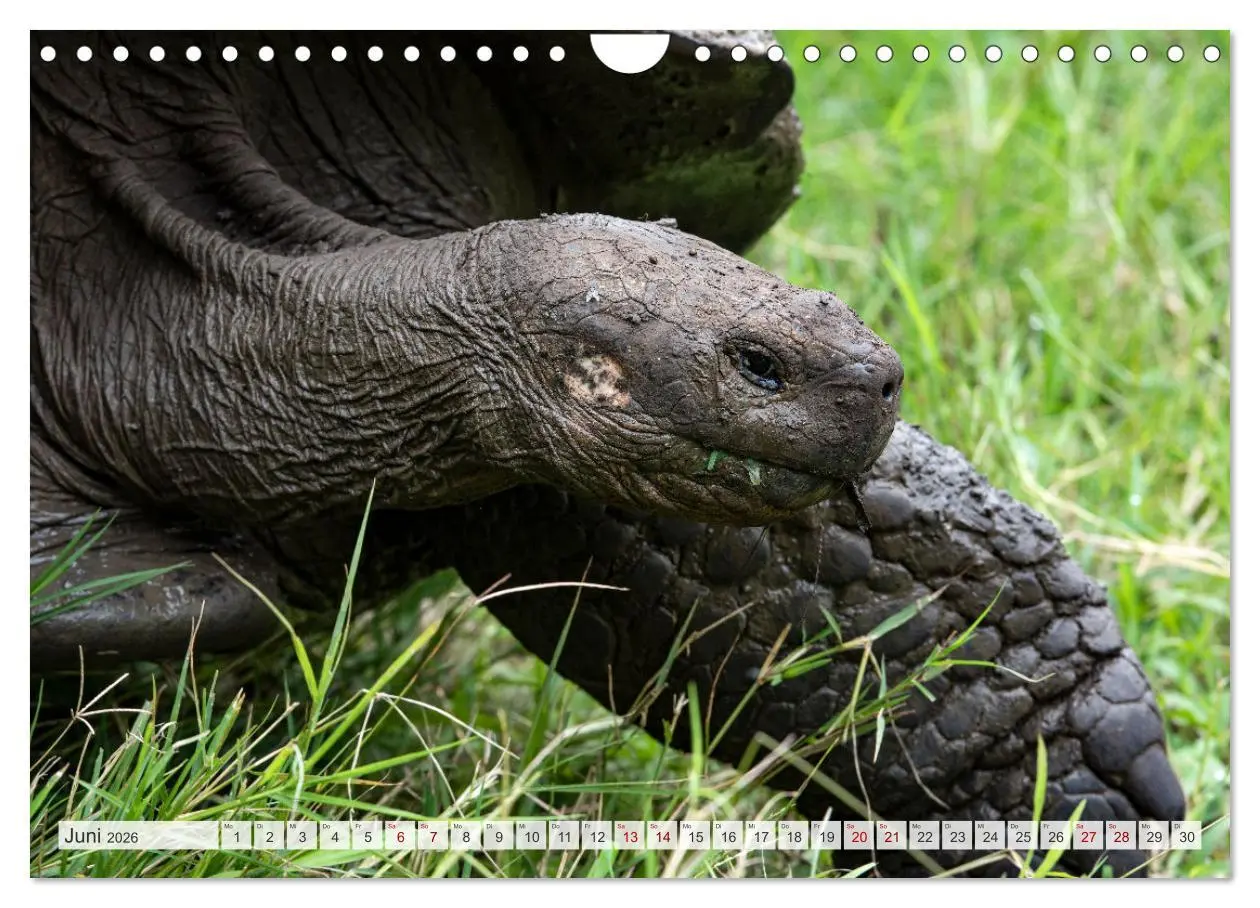 Bild: 9783457593509 | Die faszinierende Tierwelt der Galapagos-Inseln (Wandkalender 2026...
