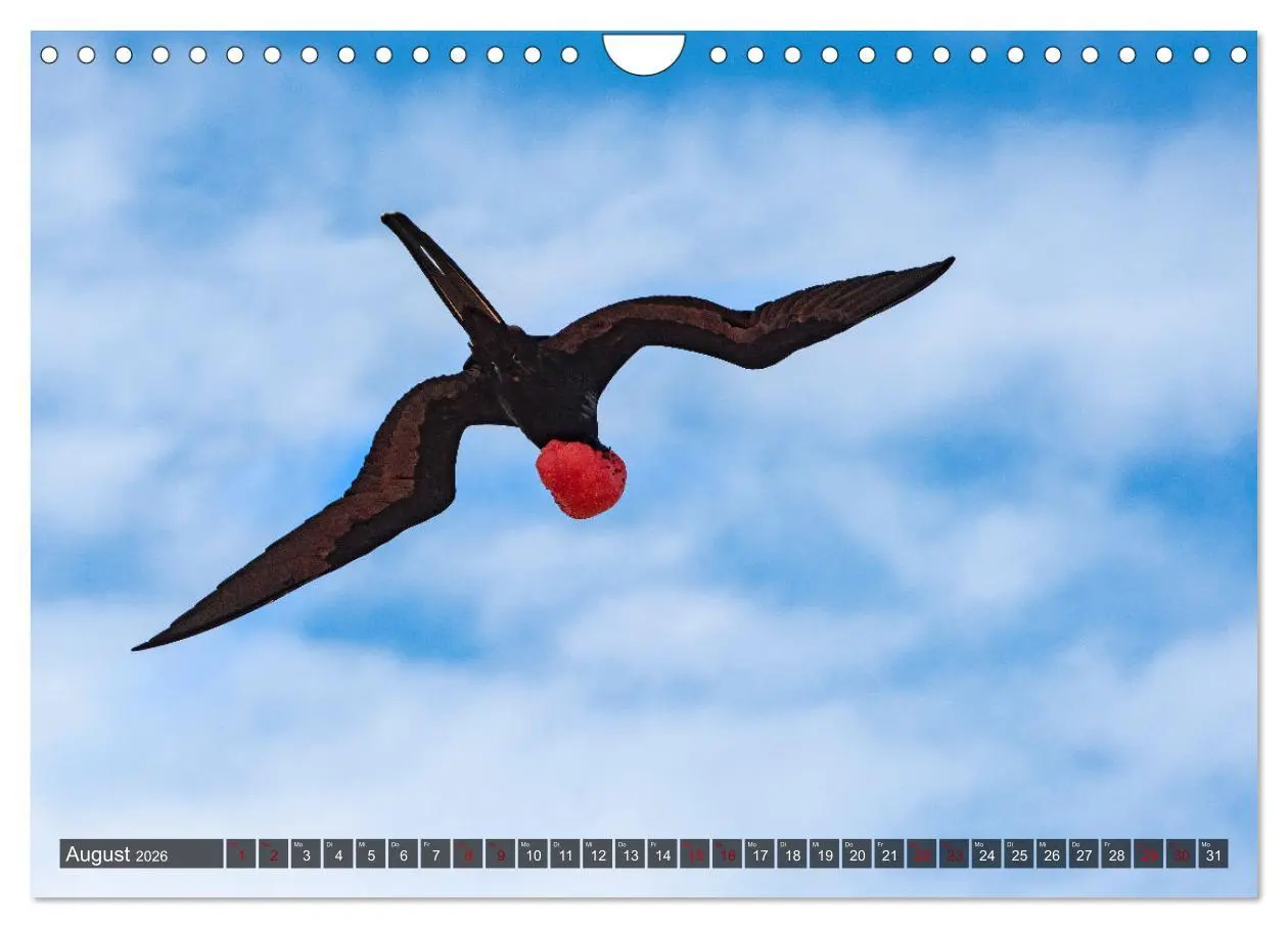 Bild: 9783457593509 | Die faszinierende Tierwelt der Galapagos-Inseln (Wandkalender 2026...