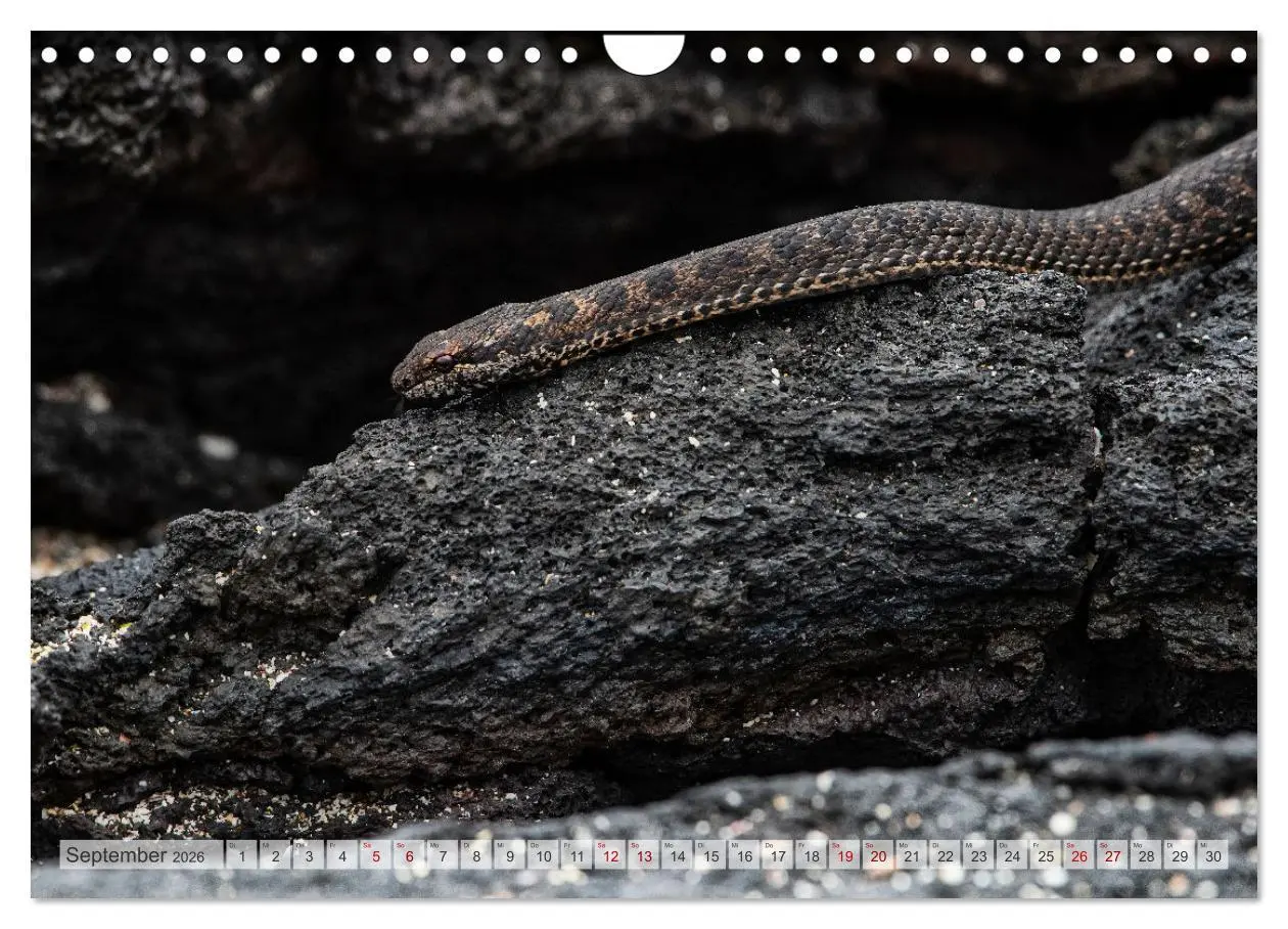 Bild: 9783457593509 | Die faszinierende Tierwelt der Galapagos-Inseln (Wandkalender 2026...