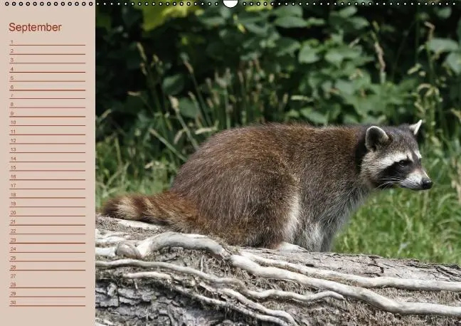 Bild: 9783660433609 | Waschbären / Geburtstagskalender (Wandkalender immerwährend DIN A2...