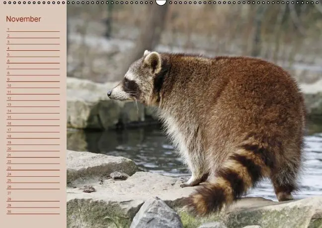 Bild: 9783660433609 | Waschbären / Geburtstagskalender (Wandkalender immerwährend DIN A2...