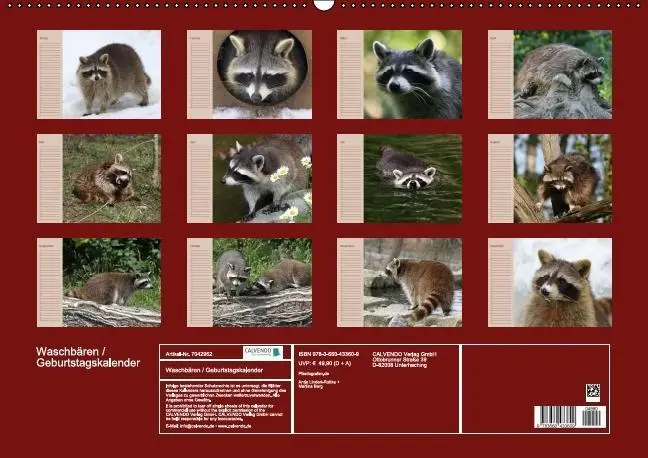 Bild: 9783660433609 | Waschbären / Geburtstagskalender (Wandkalender immerwährend DIN A2...