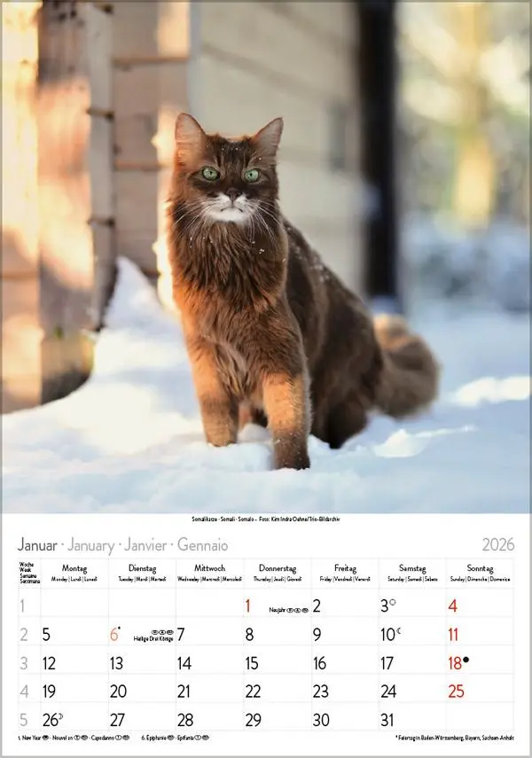 Bild: 9783731883609 | Katzen 2026 | Verlag Korsch | Kalender | Spiralbindung | 13 S. | 2026