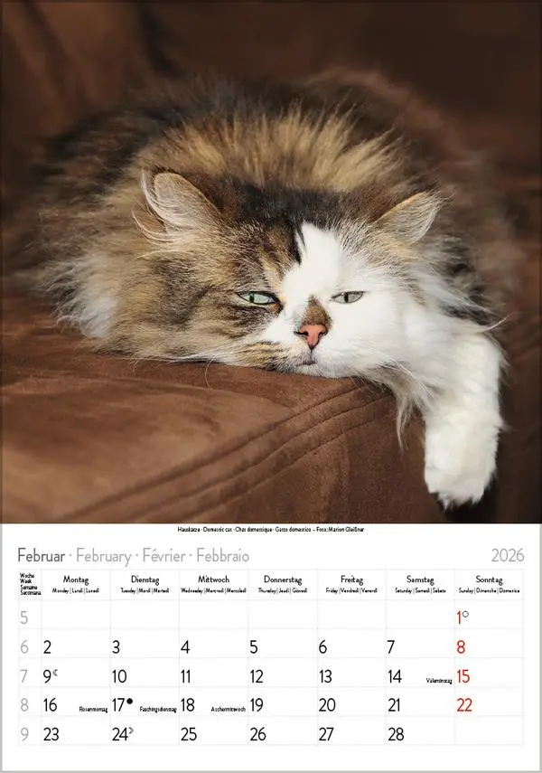 Bild: 9783731883609 | Katzen 2026 | Verlag Korsch | Kalender | Spiralbindung | 13 S. | 2026