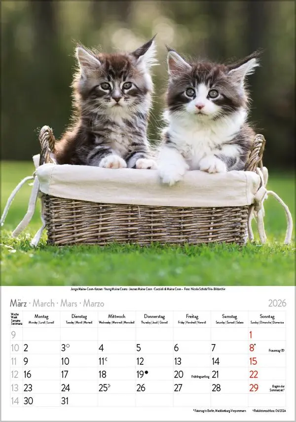 Bild: 9783731883609 | Katzen 2026 | Verlag Korsch | Kalender | Spiralbindung | 13 S. | 2026