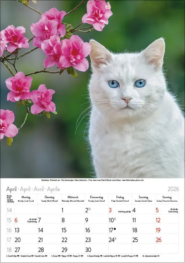 Bild: 9783731883609 | Katzen 2026 | Verlag Korsch | Kalender | Spiralbindung | 13 S. | 2026