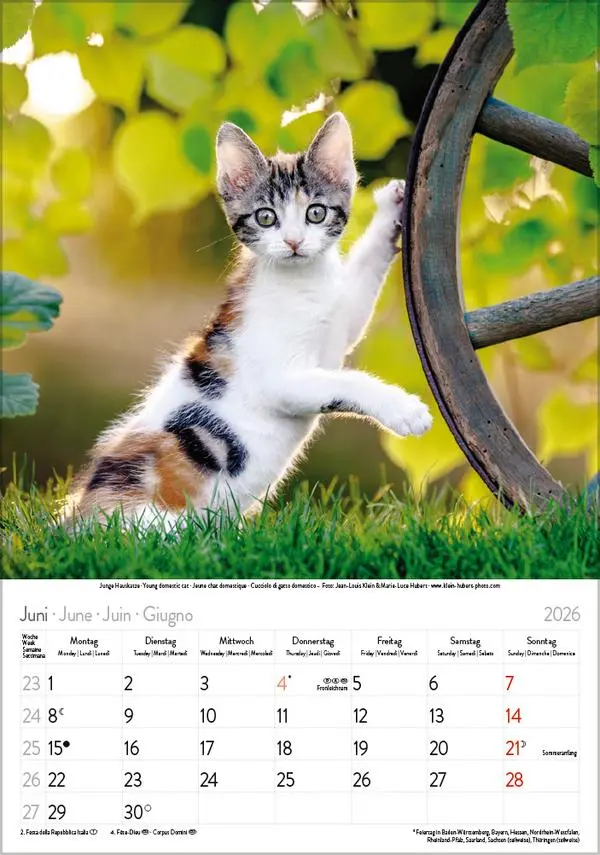 Bild: 9783731883609 | Katzen 2026 | Verlag Korsch | Kalender | Spiralbindung | 13 S. | 2026