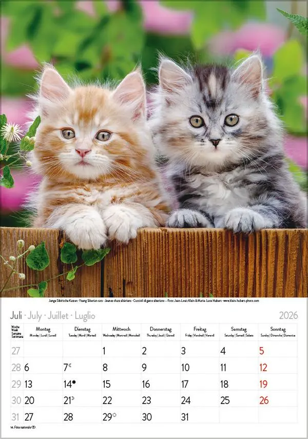 Bild: 9783731883609 | Katzen 2026 | Verlag Korsch | Kalender | Spiralbindung | 13 S. | 2026