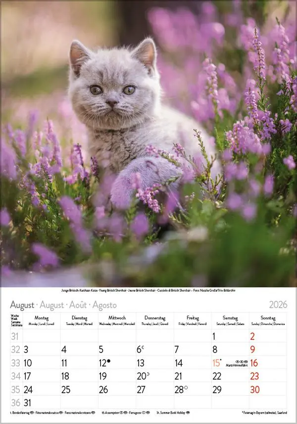 Bild: 9783731883609 | Katzen 2026 | Verlag Korsch | Kalender | Spiralbindung | 13 S. | 2026