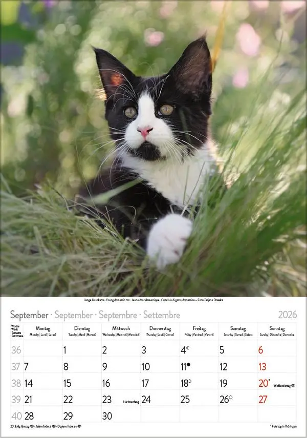 Bild: 9783731883609 | Katzen 2026 | Verlag Korsch | Kalender | Spiralbindung | 13 S. | 2026