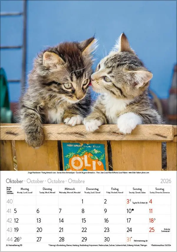 Bild: 9783731883609 | Katzen 2026 | Verlag Korsch | Kalender | Spiralbindung | 13 S. | 2026