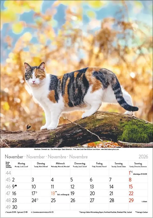 Bild: 9783731883609 | Katzen 2026 | Verlag Korsch | Kalender | Spiralbindung | 13 S. | 2026