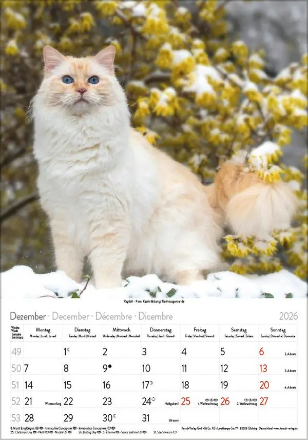 Bild: 9783731883609 | Katzen 2026 | Verlag Korsch | Kalender | Spiralbindung | 13 S. | 2026