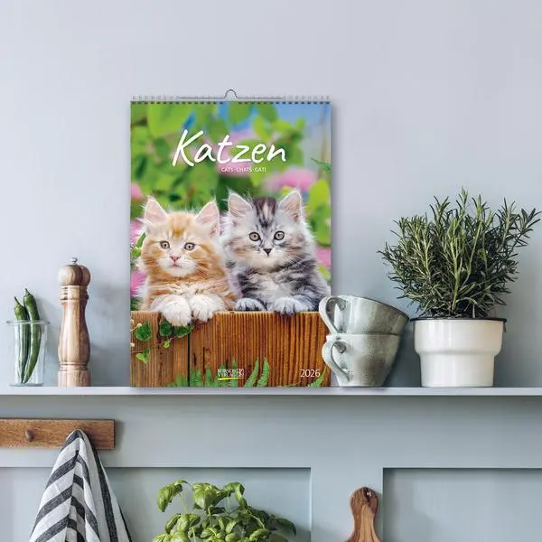 Bild: 9783731883609 | Katzen 2026 | Verlag Korsch | Kalender | Spiralbindung | 13 S. | 2026