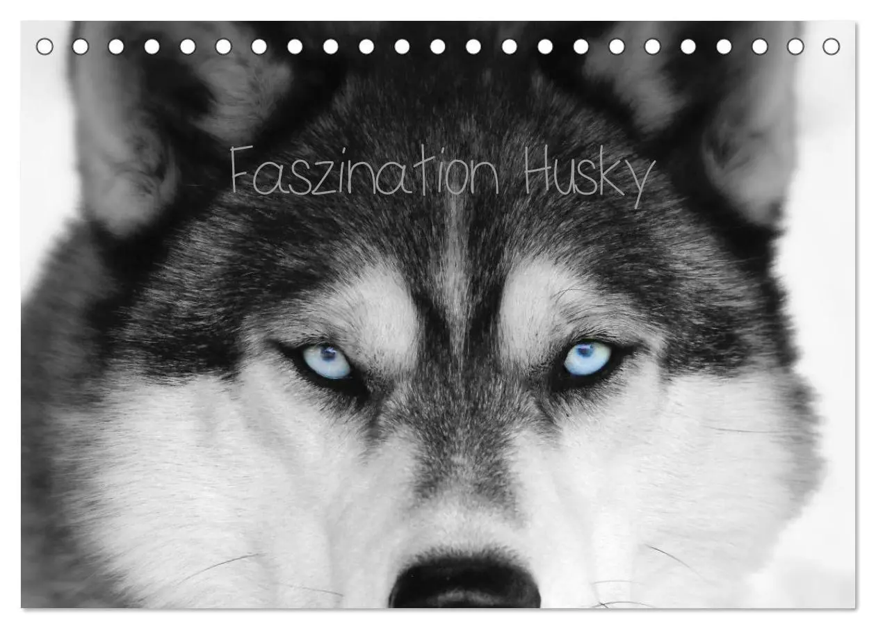 Cover: 9783457713709 | Faszination Husky (Tischkalender 2026 DIN A5 quer), CALVENDO...