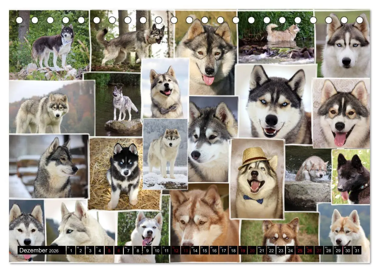 Bild: 9783457713709 | Faszination Husky (Tischkalender 2026 DIN A5 quer), CALVENDO...