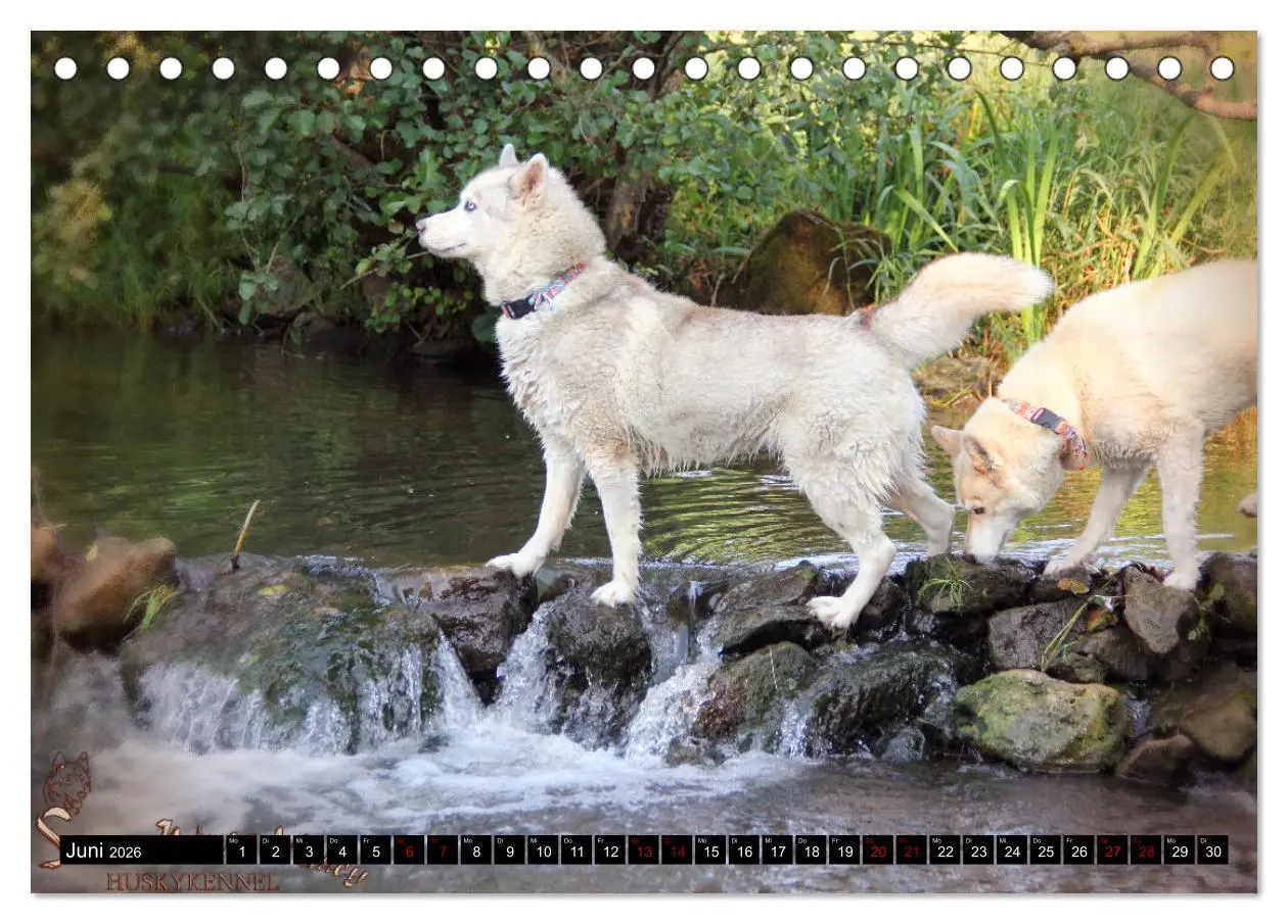 Bild: 9783457713709 | Faszination Husky (Tischkalender 2026 DIN A5 quer), CALVENDO...
