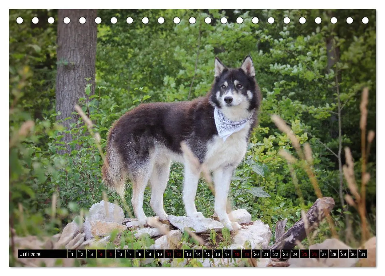 Bild: 9783457713709 | Faszination Husky (Tischkalender 2026 DIN A5 quer), CALVENDO...