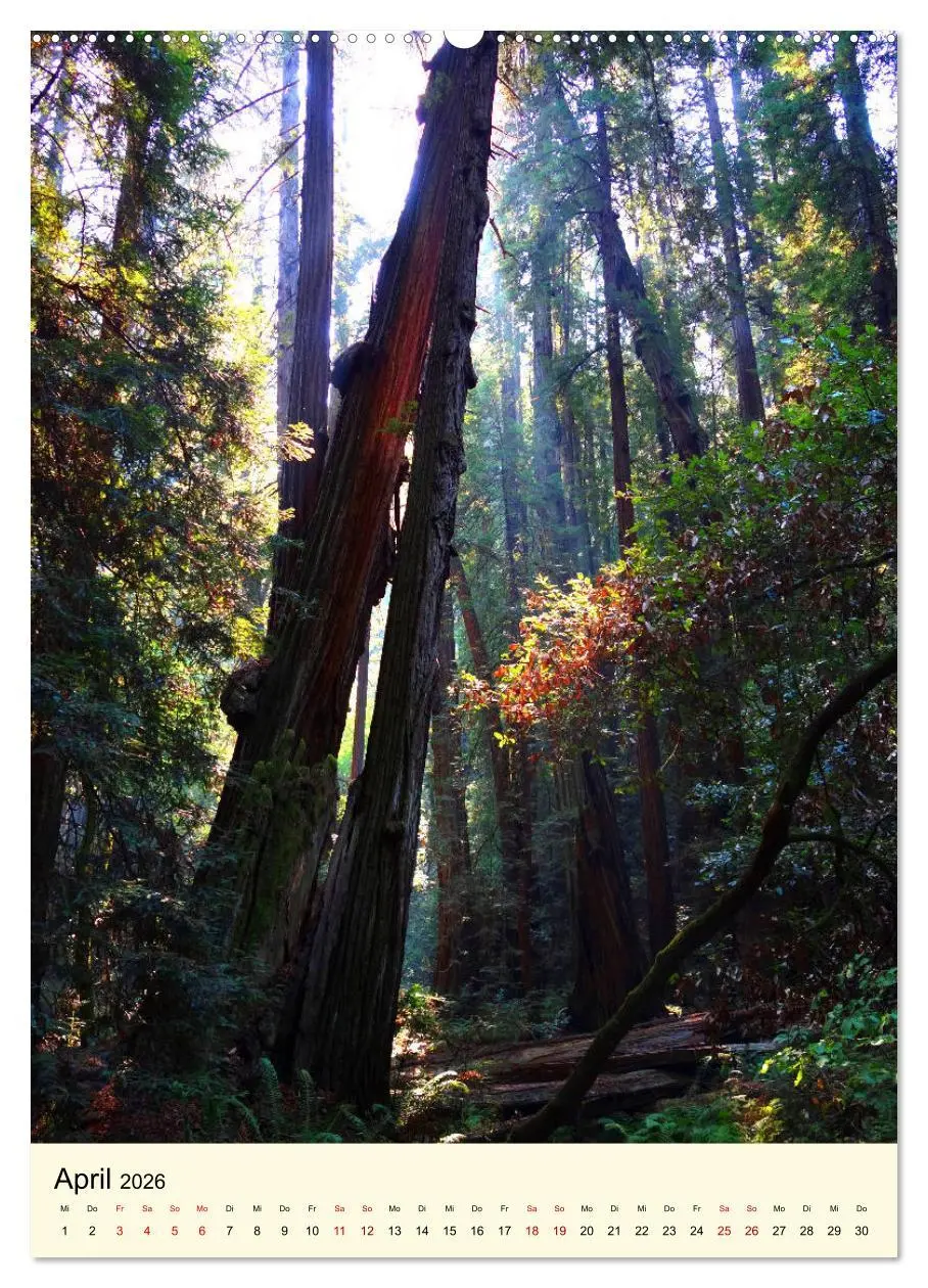 Bild: 9783516403909 | Redwoods - Faszination Mammutbäume (hochwertiger Premium...
