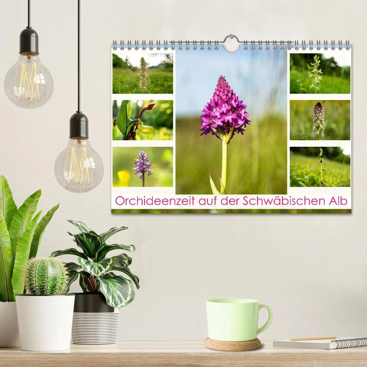Bild: 9783457374009 | Orchideenzeit auf der Schwäbischen Alb (Wandkalender 2026 DIN A4...