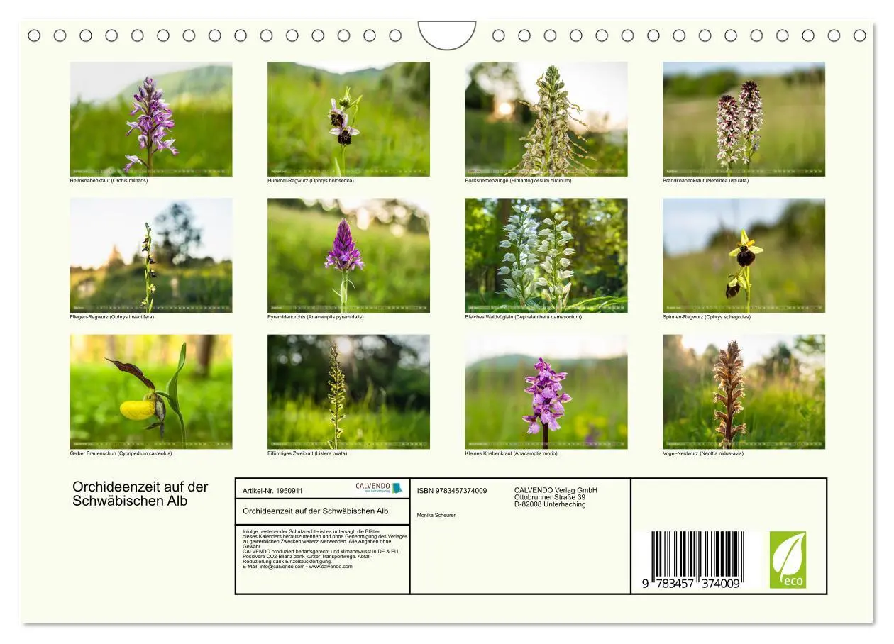 Bild: 9783457374009 | Orchideenzeit auf der Schwäbischen Alb (Wandkalender 2026 DIN A4...