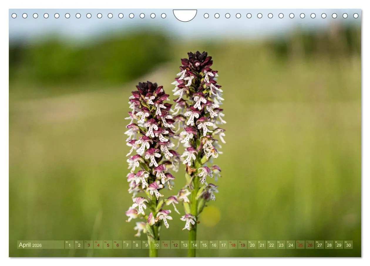 Bild: 9783457374009 | Orchideenzeit auf der Schwäbischen Alb (Wandkalender 2026 DIN A4...
