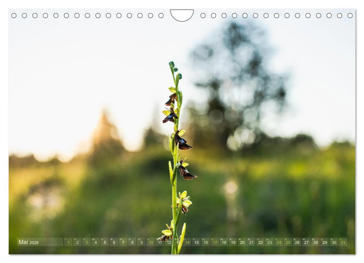 Bild: 9783457374009 | Orchideenzeit auf der Schwäbischen Alb (Wandkalender 2026 DIN A4...