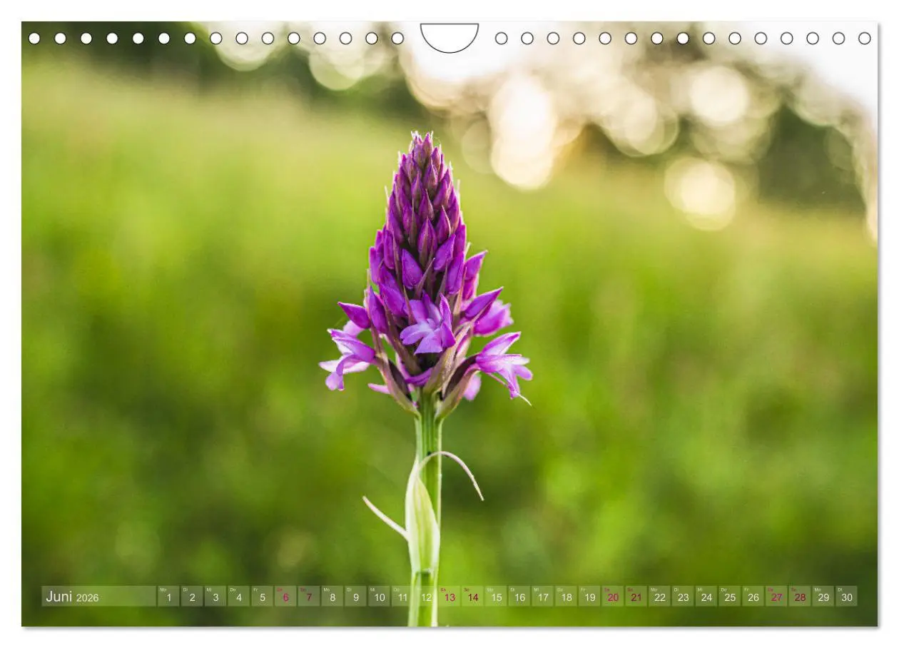 Bild: 9783457374009 | Orchideenzeit auf der Schwäbischen Alb (Wandkalender 2026 DIN A4...