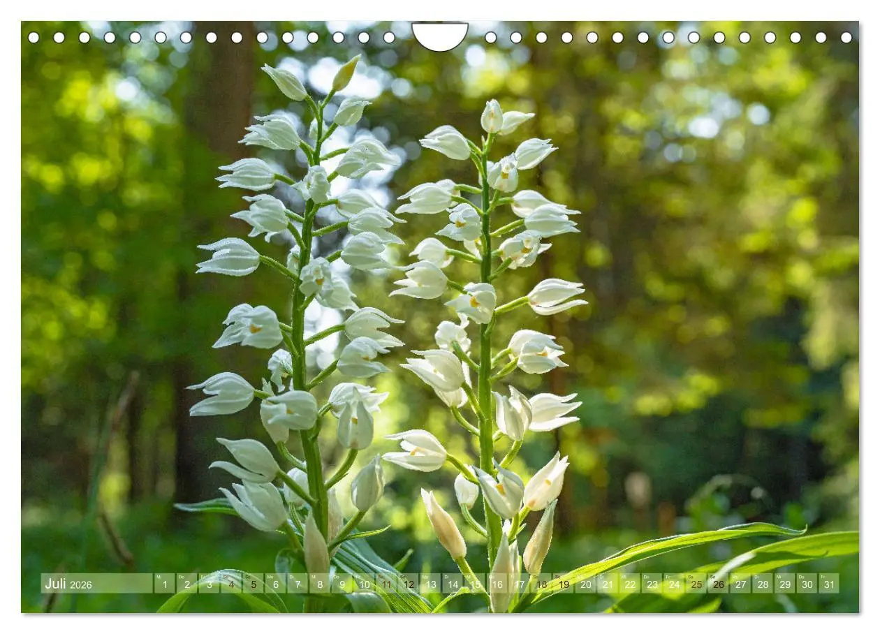 Bild: 9783457374009 | Orchideenzeit auf der Schwäbischen Alb (Wandkalender 2026 DIN A4...