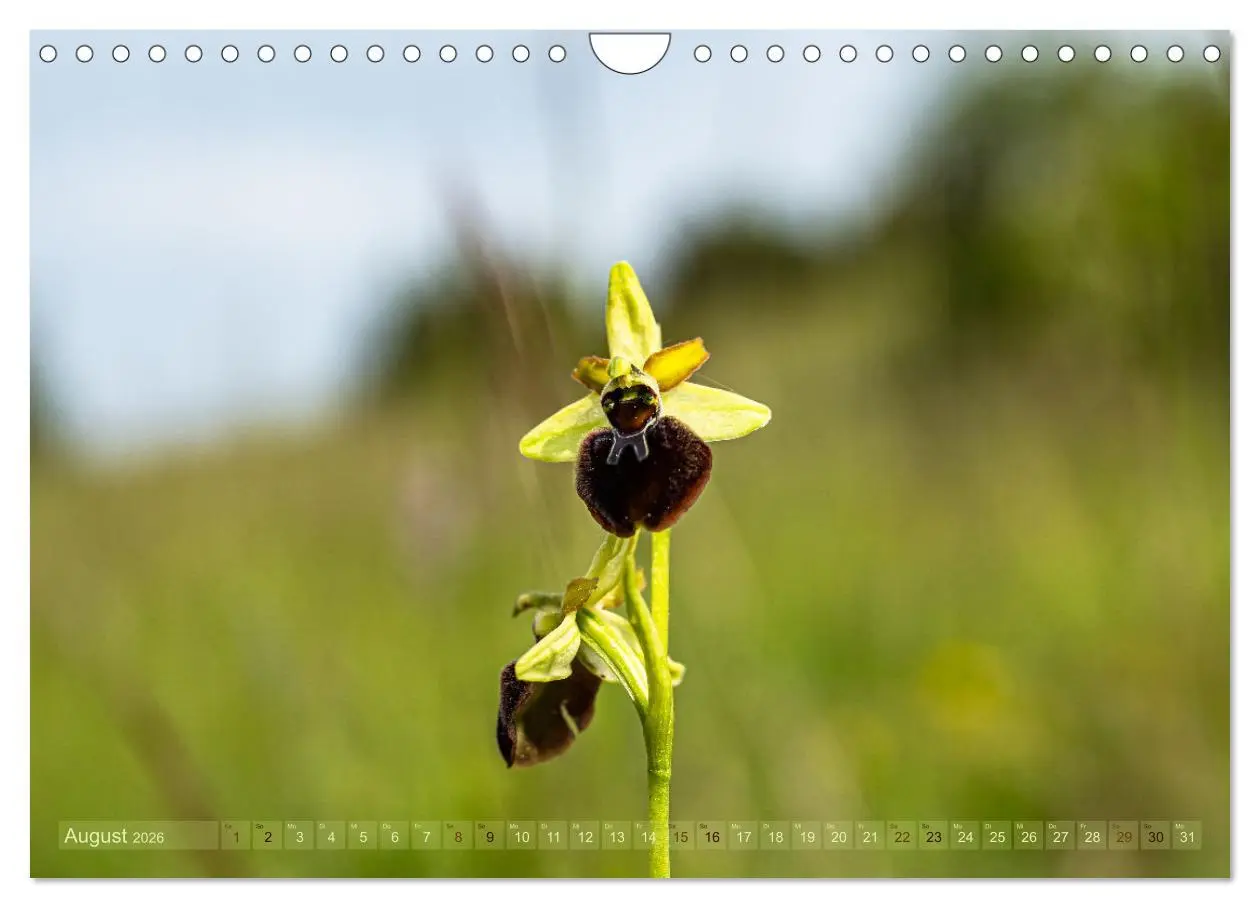 Bild: 9783457374009 | Orchideenzeit auf der Schwäbischen Alb (Wandkalender 2026 DIN A4...