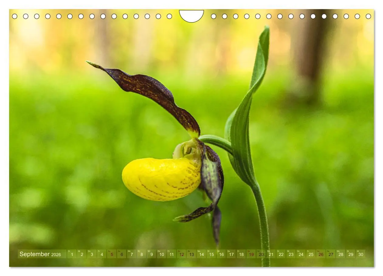 Bild: 9783457374009 | Orchideenzeit auf der Schwäbischen Alb (Wandkalender 2026 DIN A4...