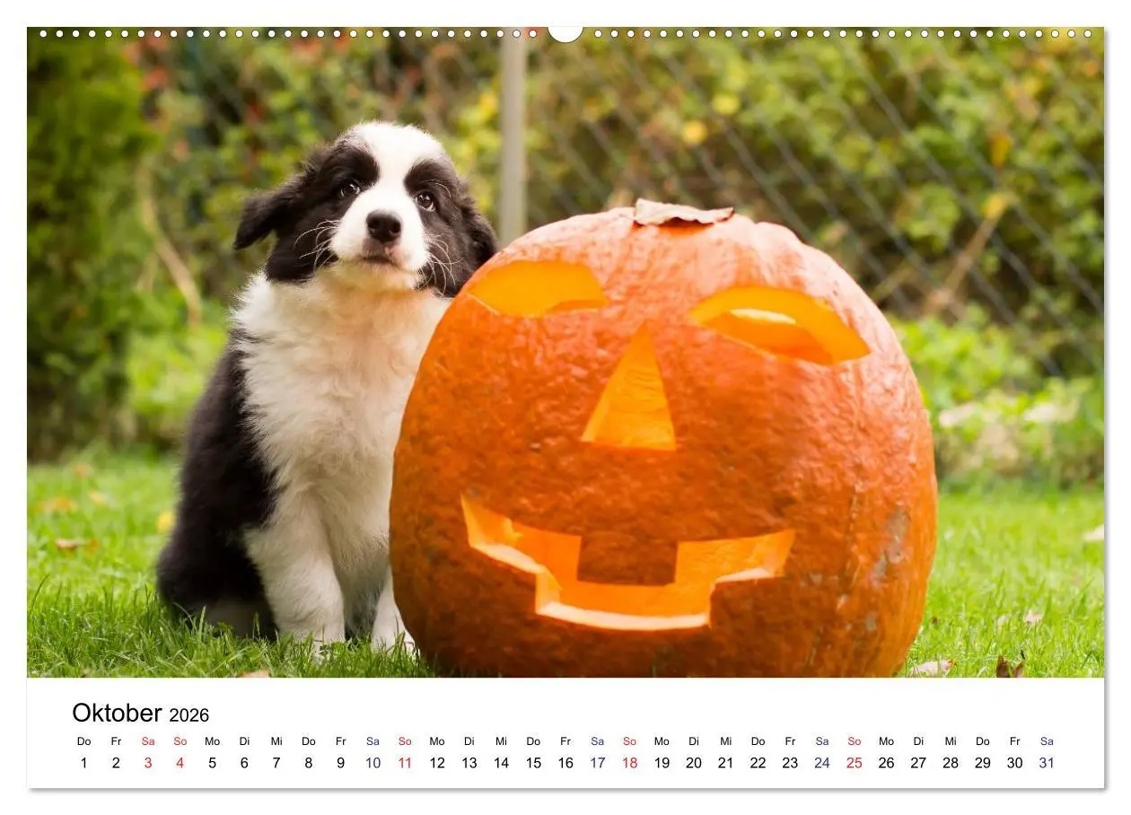 Bild: 9783516064209 | Pfotastische Border Collie Welpen (hochwertiger Premium...
