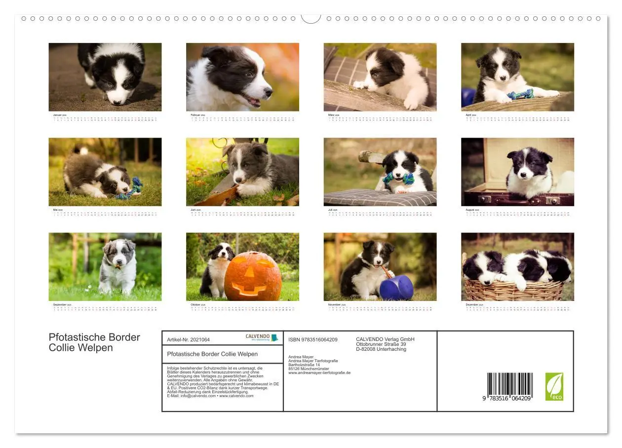 Bild: 9783516064209 | Pfotastische Border Collie Welpen (hochwertiger Premium...