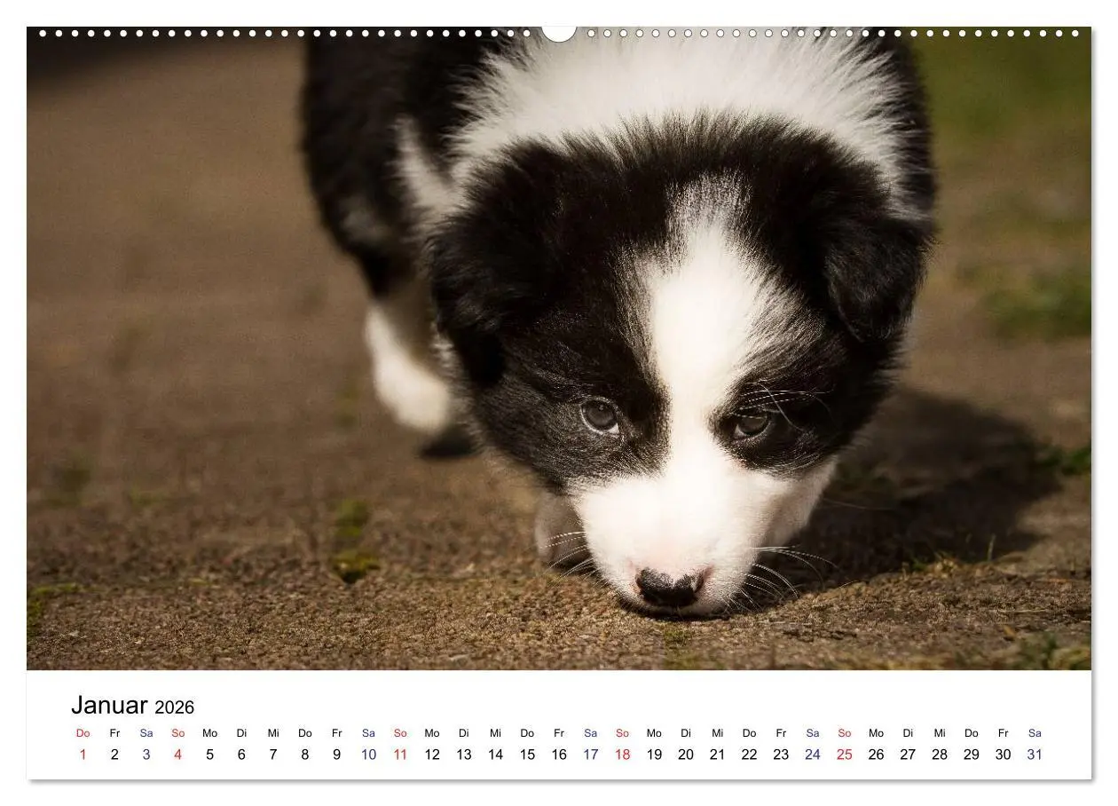 Bild: 9783516064209 | Pfotastische Border Collie Welpen (hochwertiger Premium...