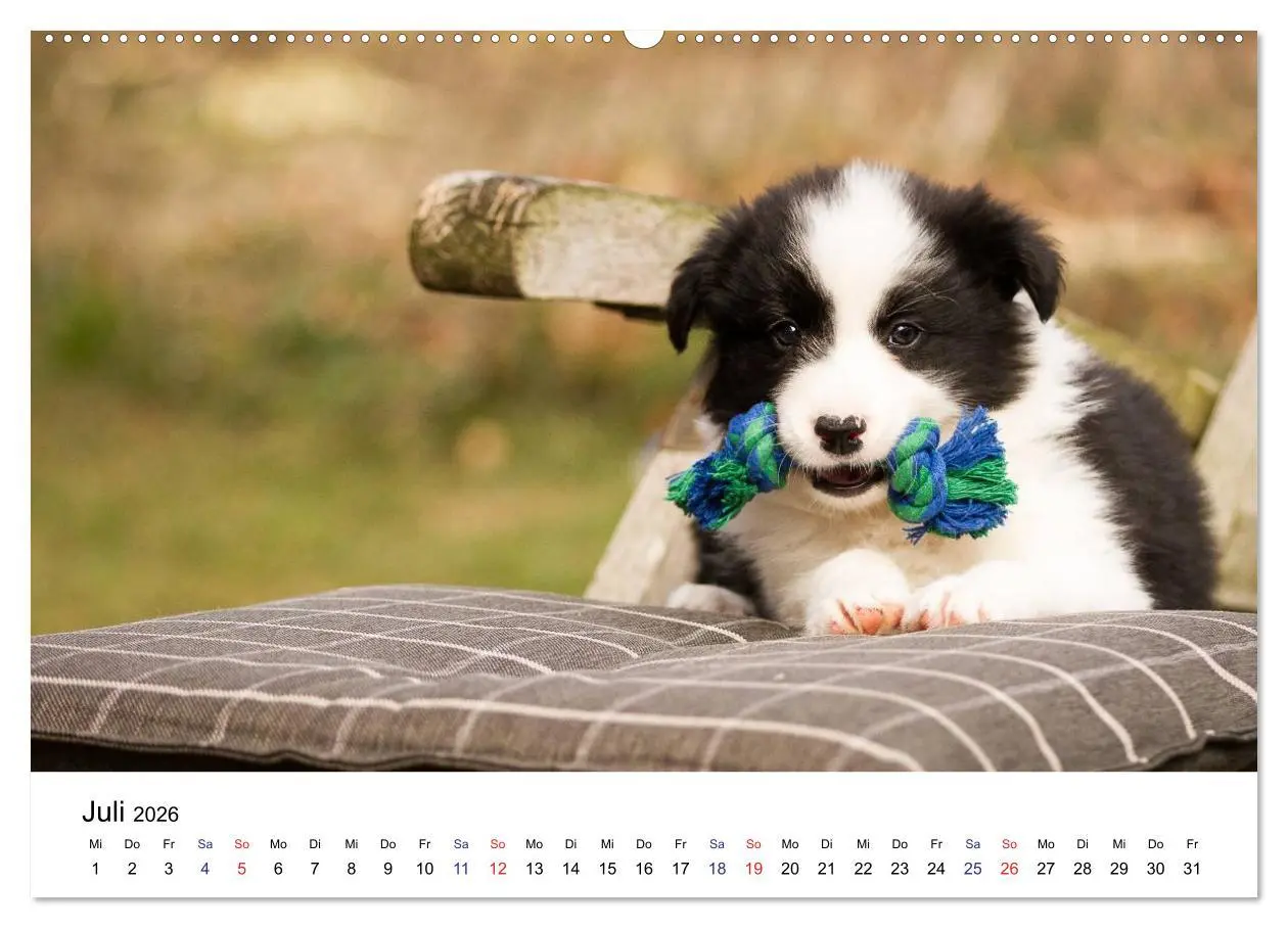 Bild: 9783516064209 | Pfotastische Border Collie Welpen (hochwertiger Premium...