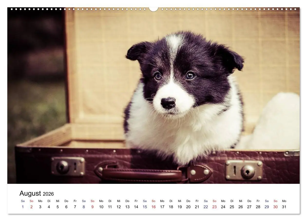Bild: 9783516064209 | Pfotastische Border Collie Welpen (hochwertiger Premium...
