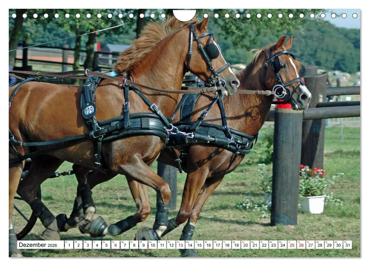 Bild: 9783457584309 | Faszination Fahrsport - Zweispänner im Galopp durch den Parcour...