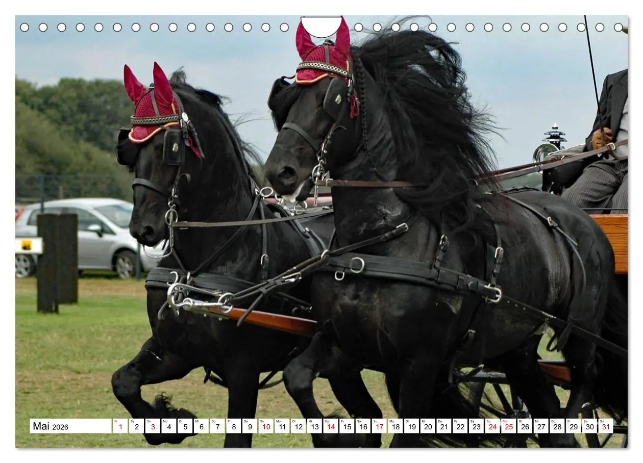 Bild: 9783457584309 | Faszination Fahrsport - Zweispänner im Galopp durch den Parcour...