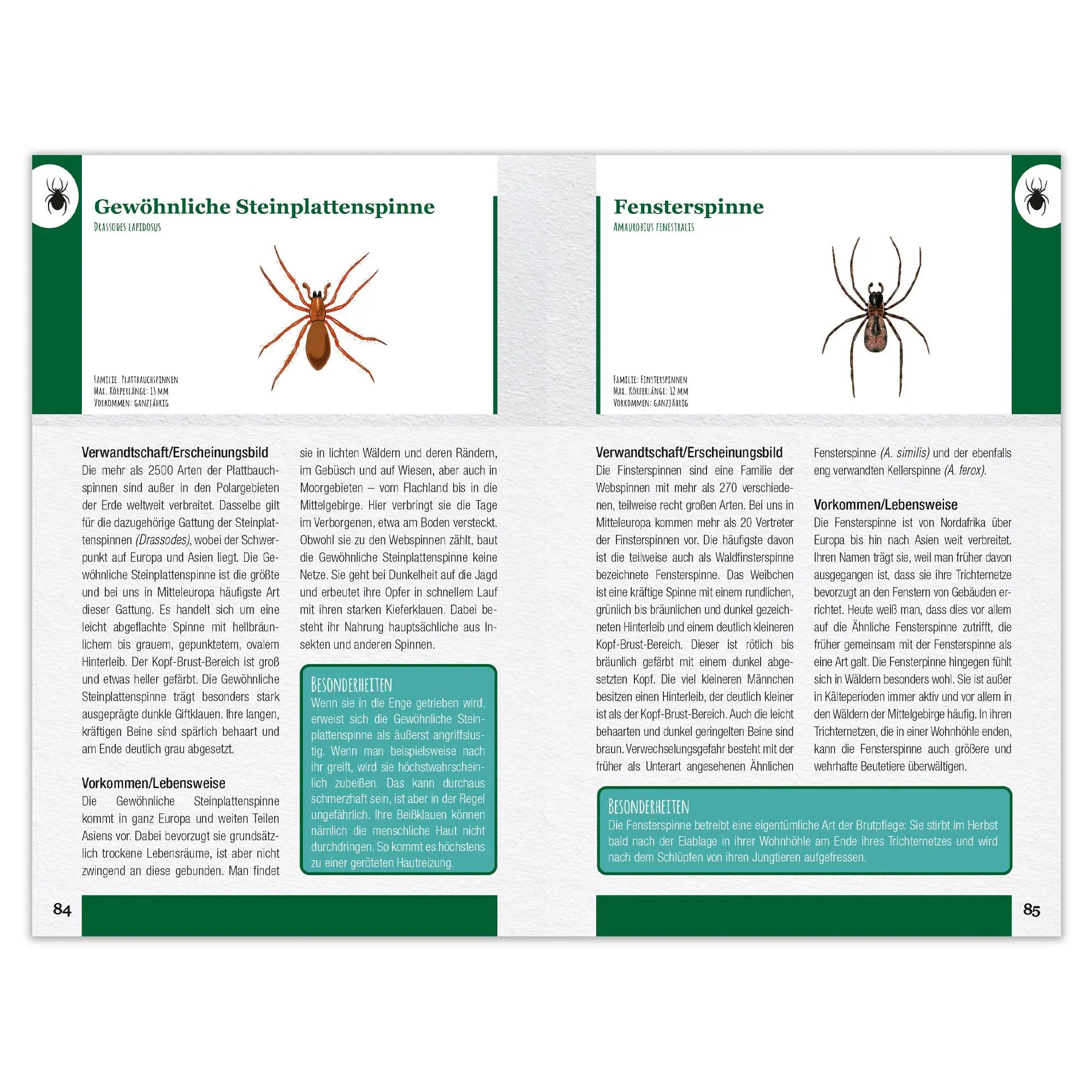 Bild: 9783963474309 | Insekten und Spinnen entdecken und bestimmen | Taschenbuch | 128 S.