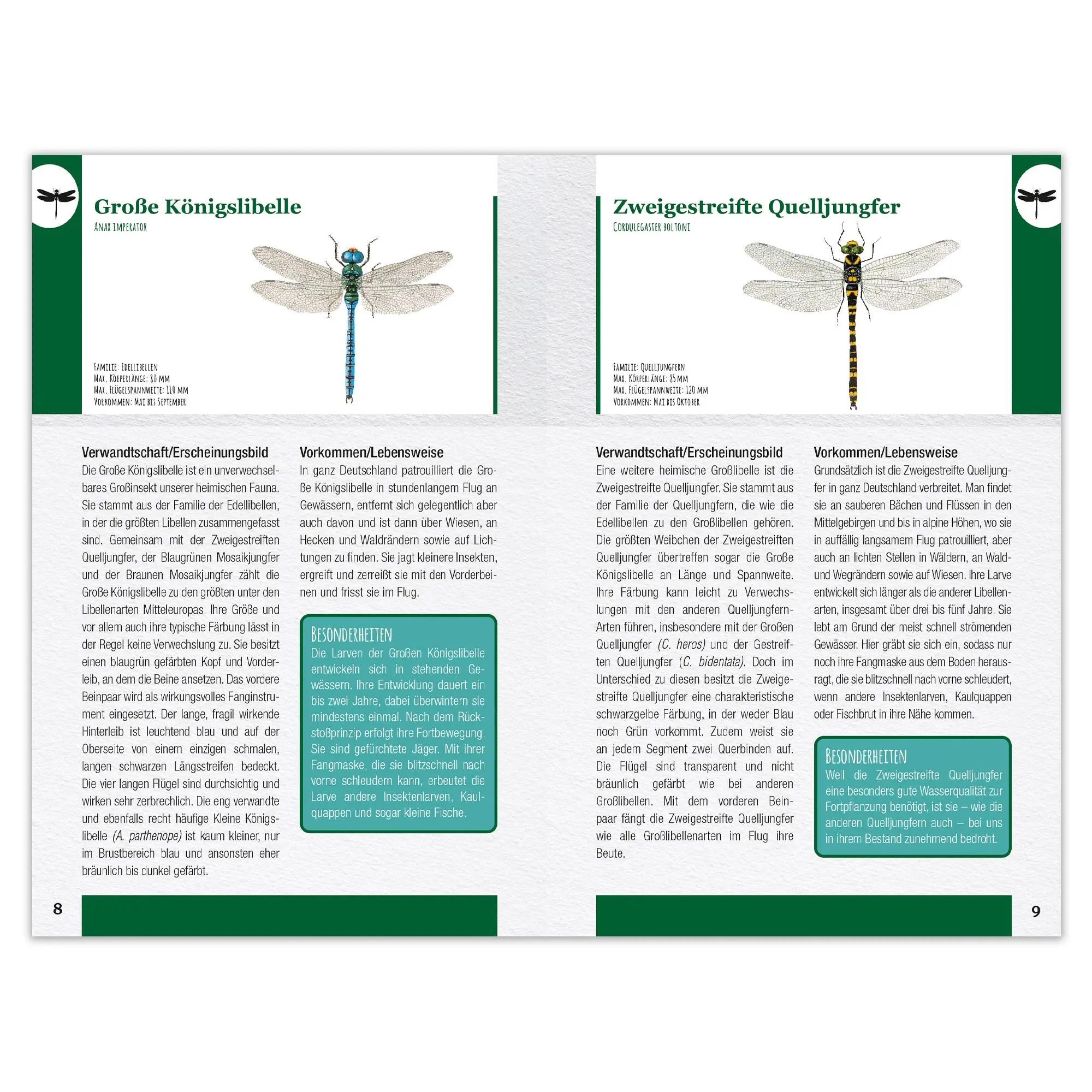 Bild: 9783963474309 | Insekten und Spinnen entdecken und bestimmen | Taschenbuch | 128 S.